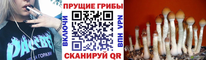 Галлюциногенные грибы Cubensis  kraken зеркало  Щёкино 